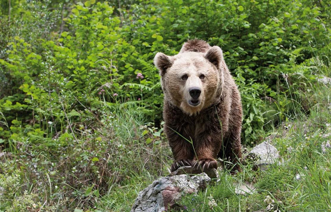 Oso mató a un taxista que quería una foto — Selfie mortal