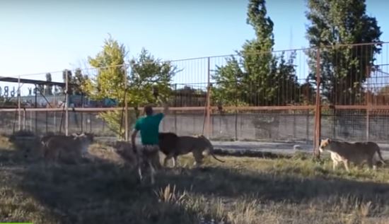 El poder de la chancla aterroriza hasta a un feroz león El poder de la chancla aterroriza hasta a un feroz león