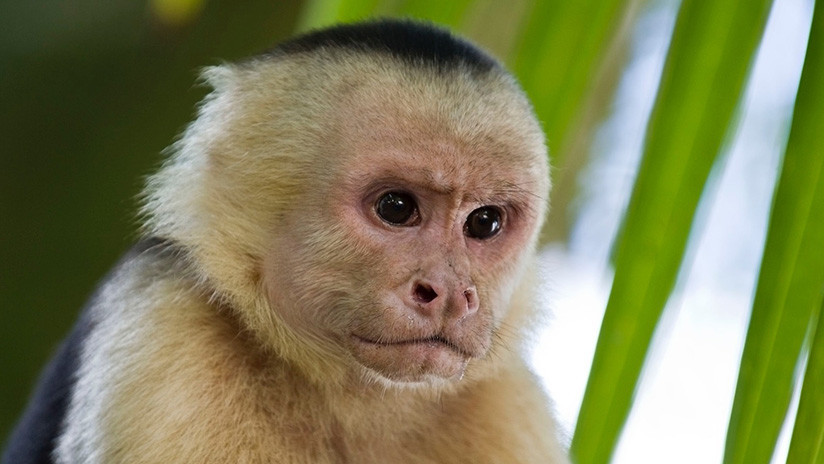 Monos panameños dan signos de haber iniciado su propia Edad de Piedra