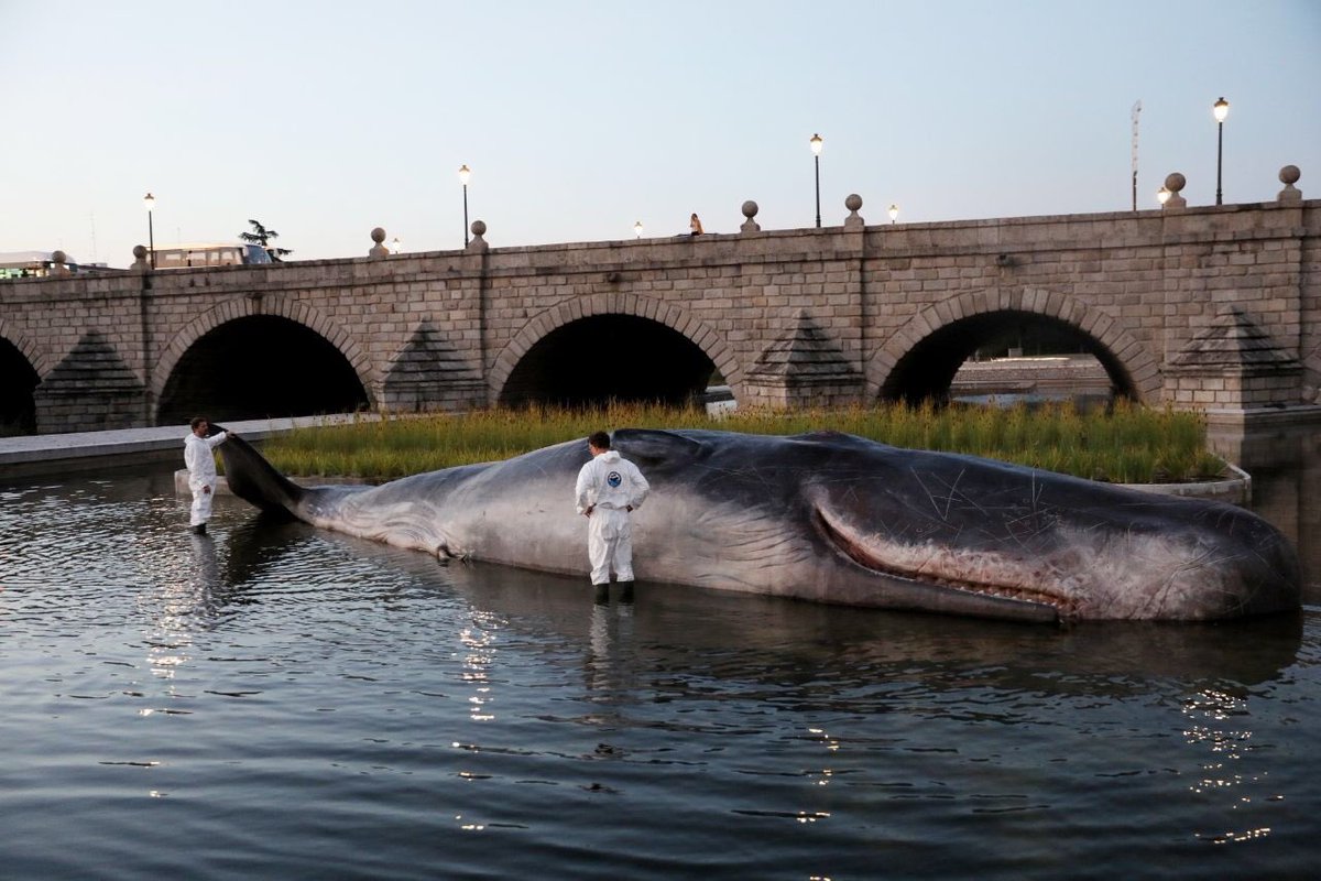 “Una ballena en Madrid” la noticia que dejó atónitos a los españoles