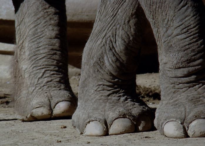 Un niño muere aplastado por un elefante en la India - Mundo Web Un niño muere aplastado por un elefante en la India - Mundo Web
