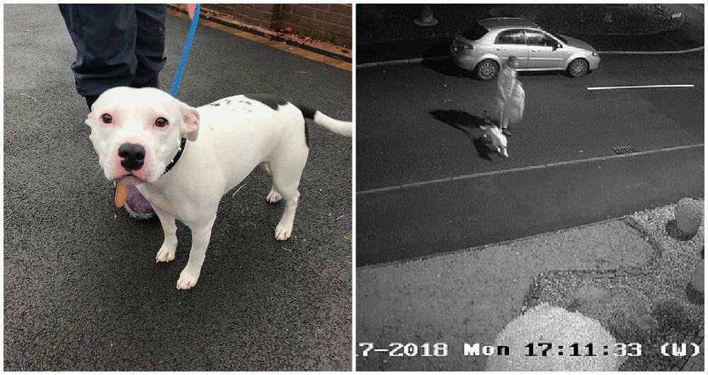 Video de abandono de un perro conmociona a la red Video de abandono de un perro conmociona a la red